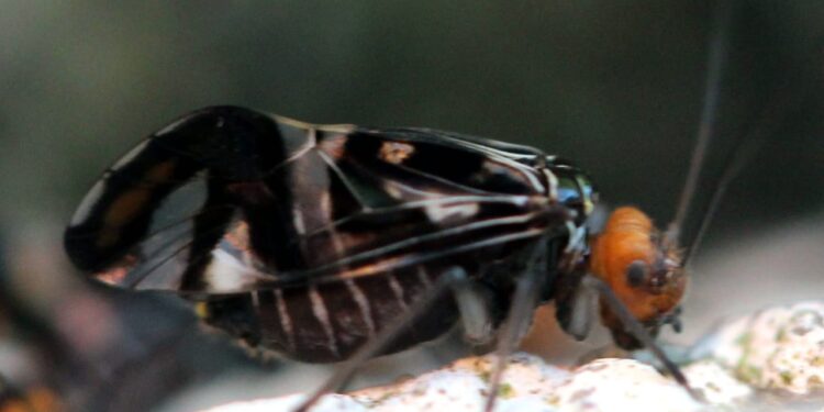 Los piojos de los libros