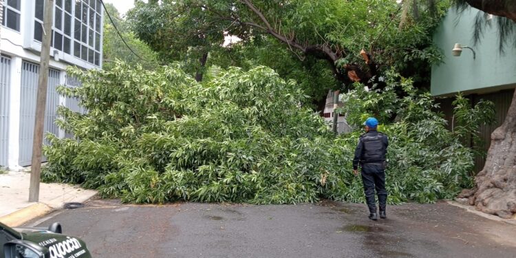 Continuará reforestación urbana en Coyoacán