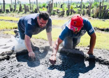 Inician temporada de siembra de amarando en la zona Patrimonio de CDMX