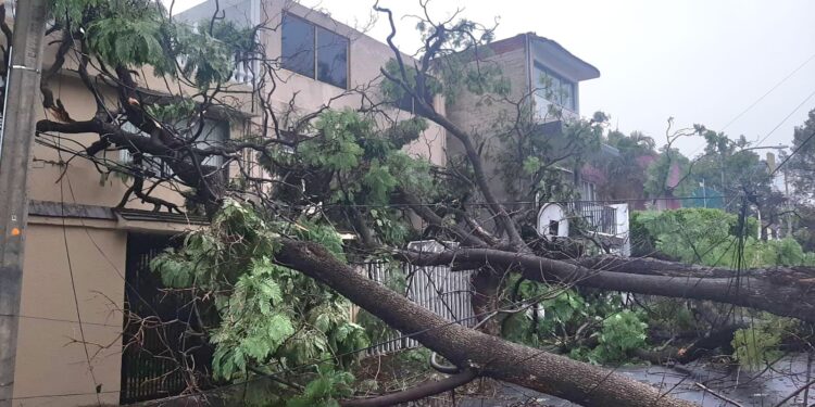 Atiende Coyoacán emergencia por lluvias con ráfagas de vientos atípicas