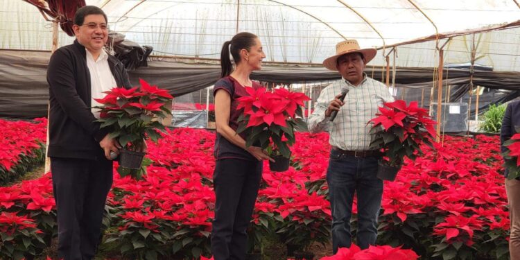 La flor de Nochebuena ya está en Xochimilco