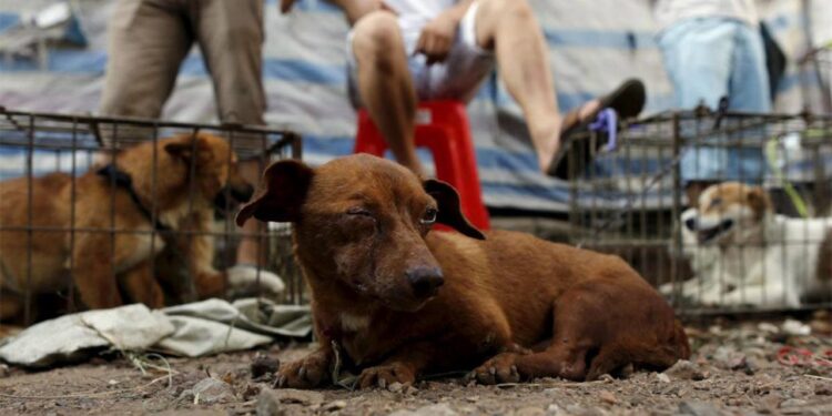 México, 1er lugar en maltrato animal