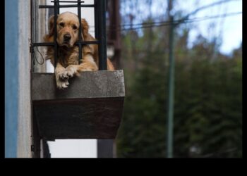Cárcel para quienes roben mascotas en la CDMX