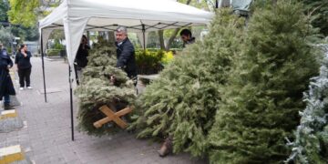 Reciclan árboles de Navidad en Miguel Hidalgo