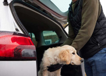 Secuestro de mascotas va a la alza