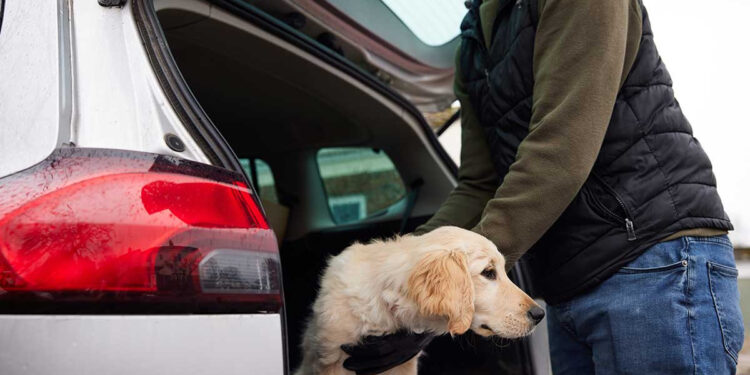 Secuestro de mascotas va a la alza