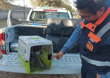 Piden orden en el Centro de Transferencia Canina del Metro