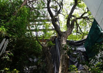 Rescatan vecinos más árboles en la BJ