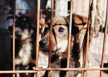 Iztapalapa lidera número de denuncias por maltrato animal