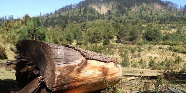 Lucha frontal contra tala ilegal en la CDMX