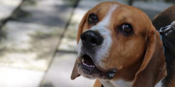 Animales dejan de ser “cosas”, Congreso los reconoce como seres sintientes