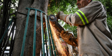 Alcaldía Benito Juárez retira estructuras que dañaban árboles en la Del Valle Centro