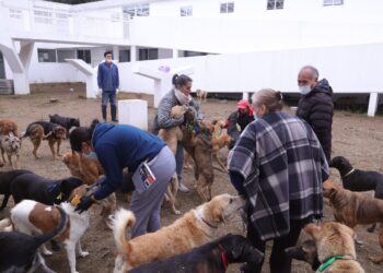 Tras rescate de más de 900 animales, diputados constatan atención adecuada en albergues temporales