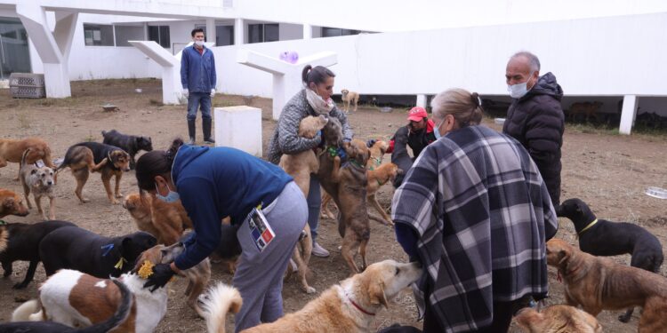 Tras rescate de más de 900 animales, diputados constatan atención adecuada en albergues temporales