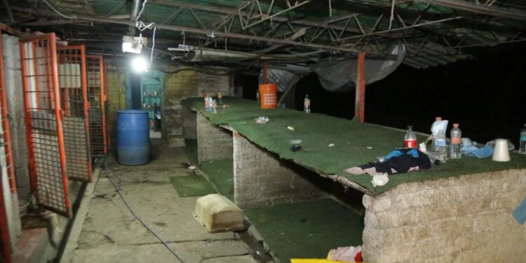 Desalojo de refugio y posible venta de predio: las dudas que rodean el “rescate” de perros en Cuajimalpa