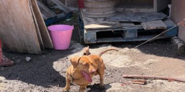 Rescatan caso de perros en la Doctores tras denuncia en redes